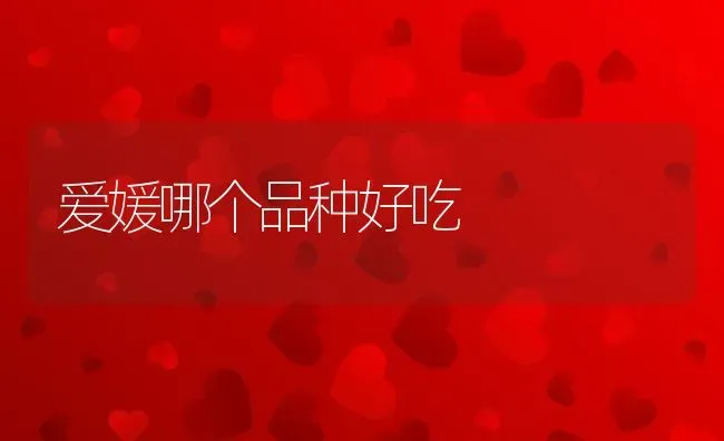 爱媛哪个品种好吃 | 养殖资讯
