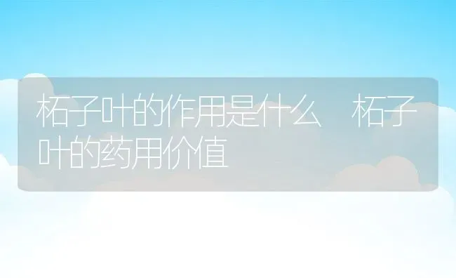 柘子叶的作用是什么 柘子叶的药用价值 | 养殖资料投稿