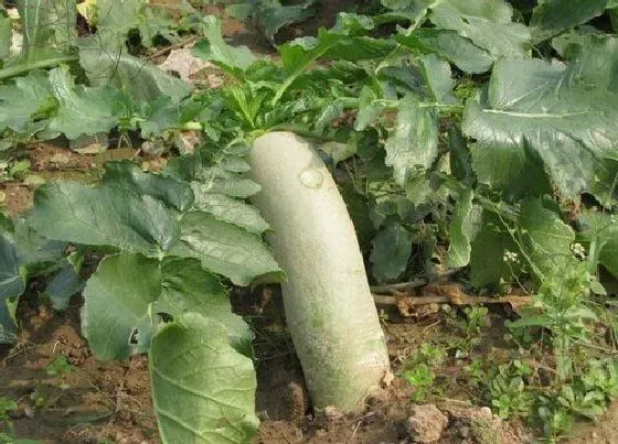 种植前景|青萝卜什么时候收获 几月份收获