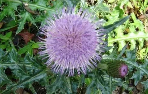 芥叶蒲公英的功效与作用 芥叶蒲公英的药用价值