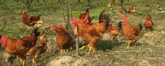 产蛋量最高的土鸡散养土鸡如何提高产蛋