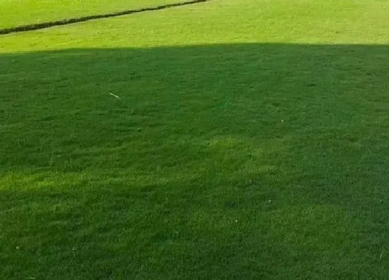 种植前景|暖季型草坪草有哪些 常见暖季型草坪的品种与种类
