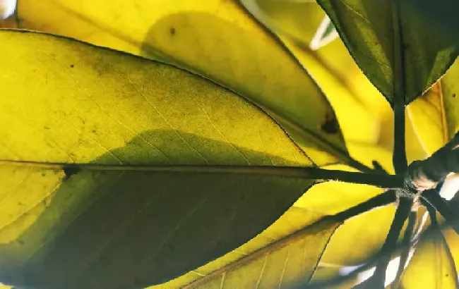 叶面肥的优势有哪些？常用的叶面肥分为哪几种？