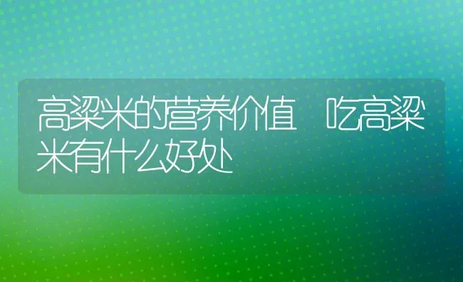 高粱米的营养价值 吃高粱米有什么好处 | 养殖资讯