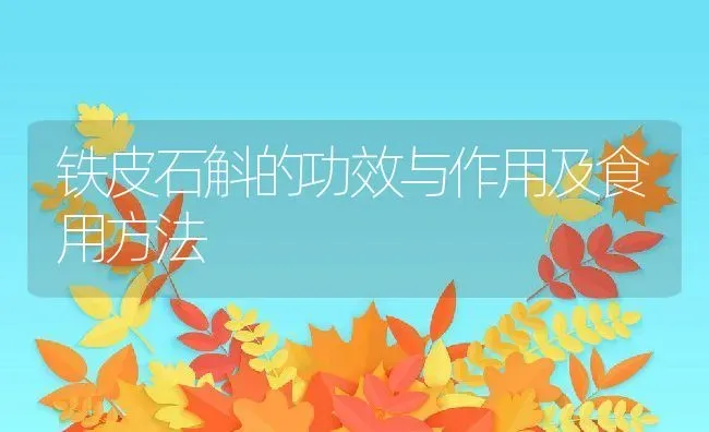 铁皮石斛的功效与作用及食用方法 | 养殖资料投稿