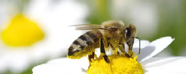 土蜂蜜为什么比意蜂蜜贵？