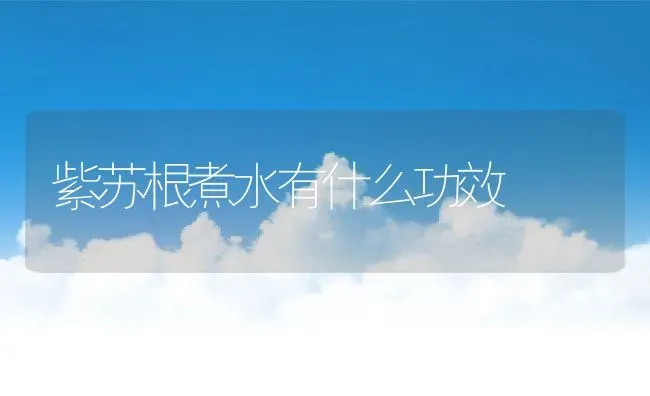 紫苏根煮水有什么功效 | 养殖资料投稿