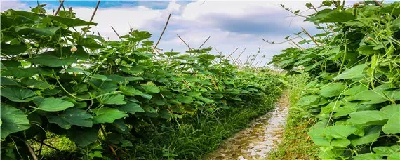 露地冬瓜种植时间