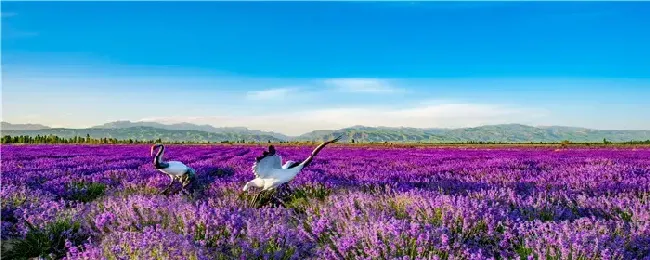 尿素怎么给花施肥