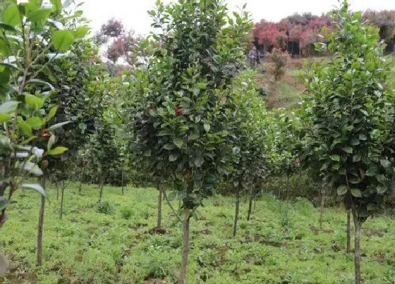 树木|浙江适合种什么树 适合浙江种植的适合浙江种植的