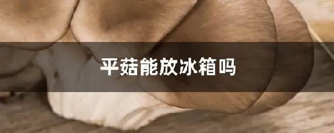 平菇能放冰箱吗