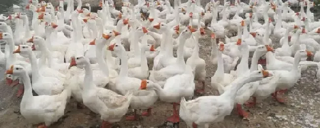 鹅多久开始下蛋怎么知道鹅快下蛋了