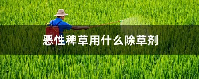 恶性稗草用什么除草剂