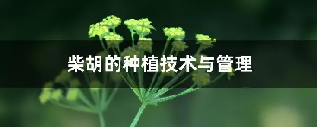 柴胡的种植技术与管理