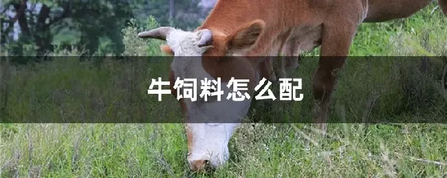 牛饲料怎么配