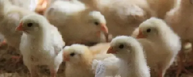 小鸡不吃东西站不起来怎么办小鸡不吃东西能活几天