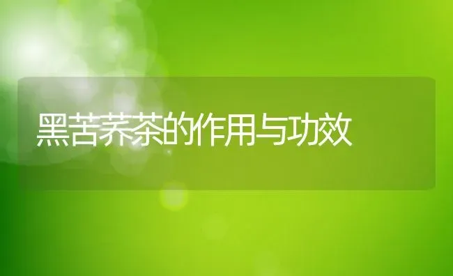 黑苦荞茶的作用与功效 | 养殖资料投稿
