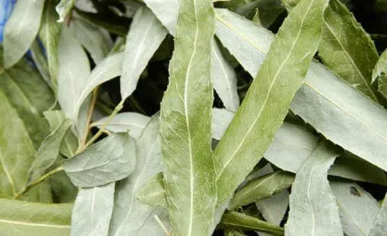 柳叶茶如何做 柳叶茶的最佳制作方法