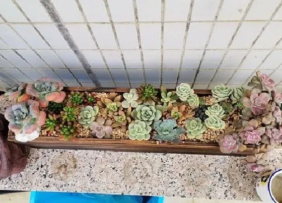 养花|木箱可以种花吗