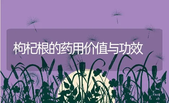 枸杞根的药用价值与功效 | 养殖资料投稿