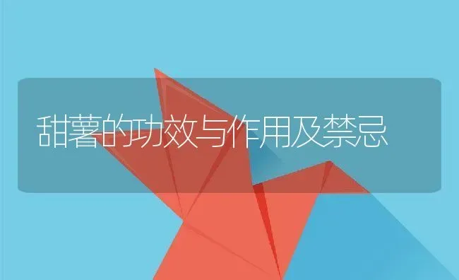 甜薯的功效与作用及禁忌 | 养殖资料投稿