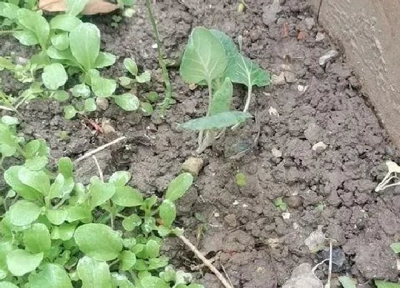 蔬菜|芥菜和芋头是一种菜吗