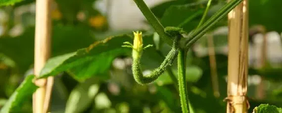 黄瓜种植间距和行距多少