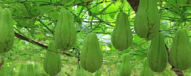 佛手瓜是否可以生吃？