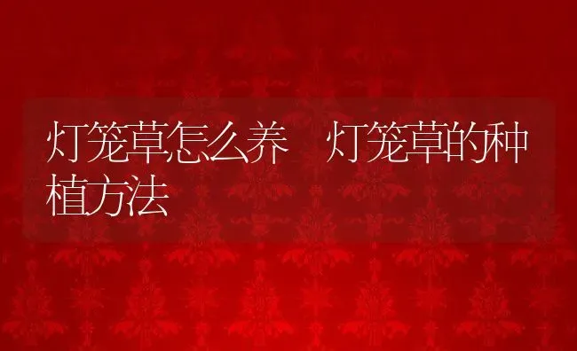 灯笼草怎么养 灯笼草的种植方法 | 养殖资料投稿