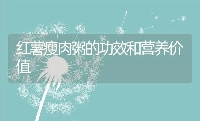 红薯瘦肉粥的功效和营养价值 | 养殖资讯