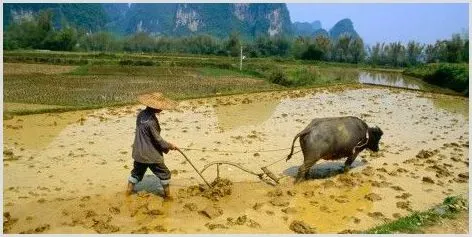 今年哪一类农民将受益？这五项农村补贴扶贫措施让你发家致富 | 农业养殖资讯
