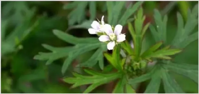 牻牛儿苗的功效，可以食用吗 | 致富养殖项目