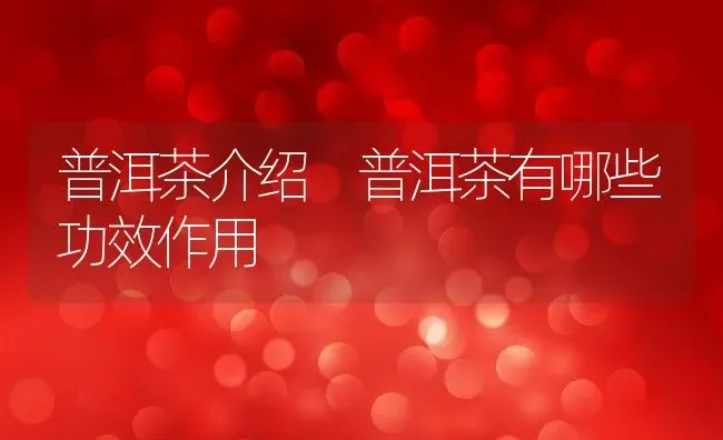 普洱茶介绍 普洱茶有哪些功效作用 | 养殖资料投稿