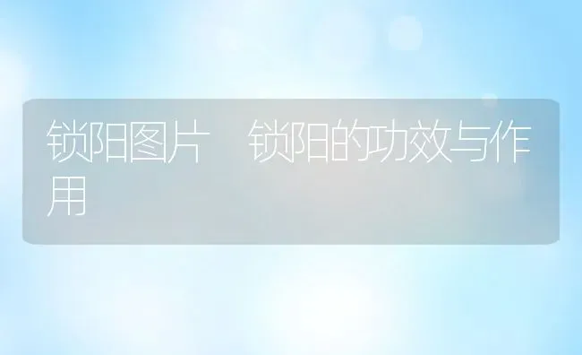 锁阳图片 锁阳的功效与作用 | 养殖资料投稿