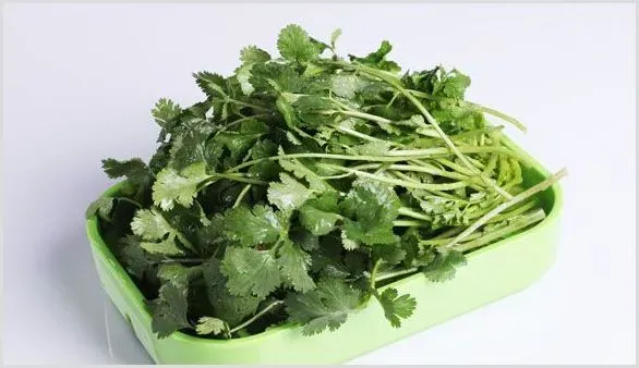 香菜最新价格行情 2020香菜价格趋势分析 | 养殖赚钱项目