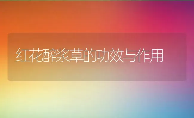 红花醡浆草的功效与作用 | 养殖资料投稿