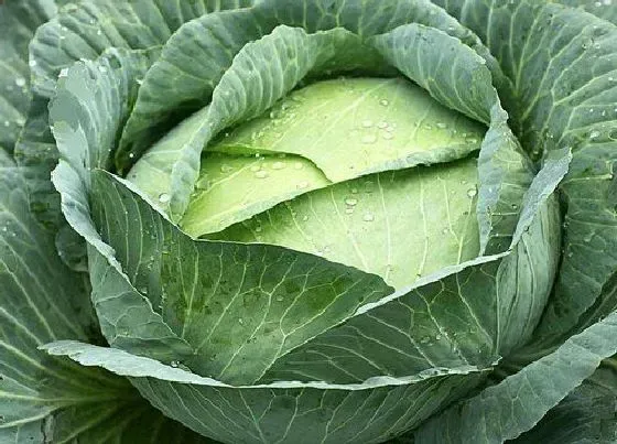 种菜|泡沫箱适合种什么蔬菜