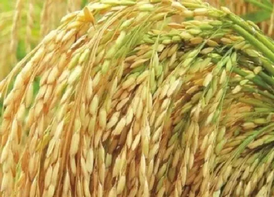 种植前景|杂交水稻亩产量一般多少斤 现在杂交水稻亩产量分析
