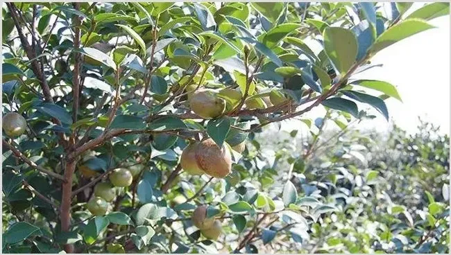 油茶种植效益分析 | 养殖项目前景