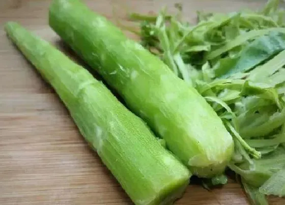 蔬菜|千金菜是什么菜