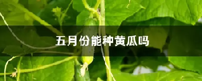 五月份能种黄瓜吗