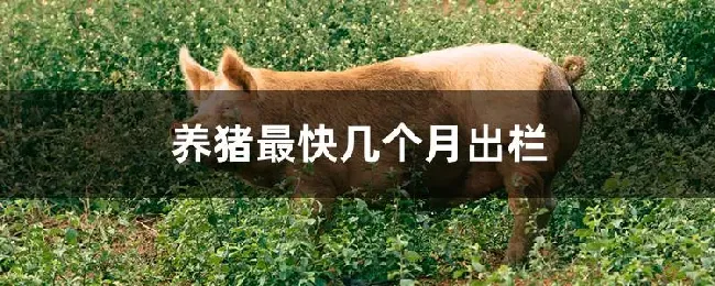 养猪最快几个月出栏