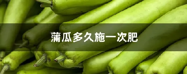 蒲瓜多久施一次肥