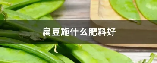 扁豆施什么肥料好