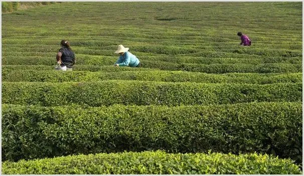 茶叶的市场前景及种植赚钱吗 | 农业养殖资讯