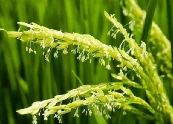 农作物|水稻是油料作物吗
