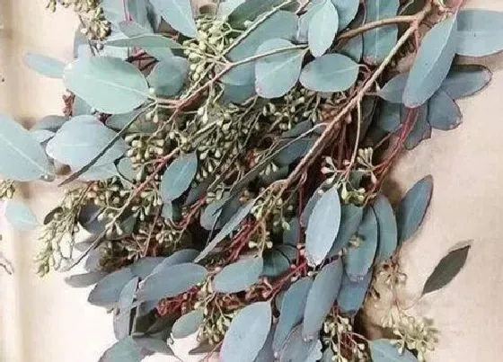 种植前景|尤加利种植条件 对生长环境的要求