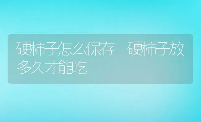 硬柿子怎么保存 硬柿子放多久才能吃 | 养殖资料投稿