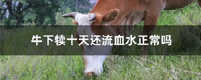 牛下犊十天还流血水正常吗