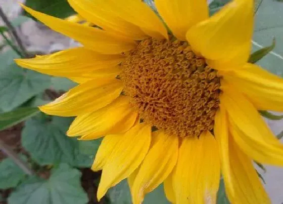 农作物|芒种适合种什么农作物 适合芒种季节种植的农作物
